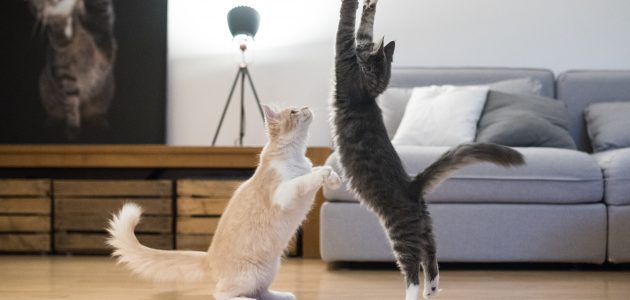 Tips & tricks voor de actieve kat – Bernice Muntz