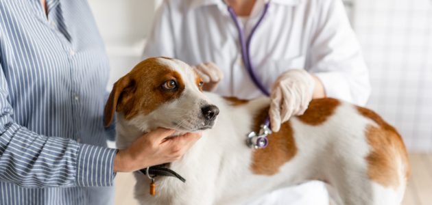 Cooper Pet Care – Wat zijn de voordelen van een online dierenarts?
