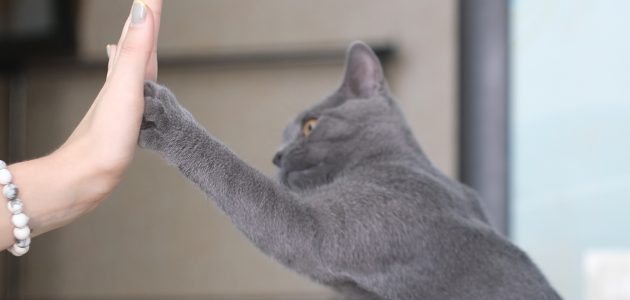 Leer je kat een high five! – Bernice Muntz