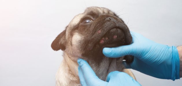 Huidproblemen bij huisdieren: op naar de dermatoloog.