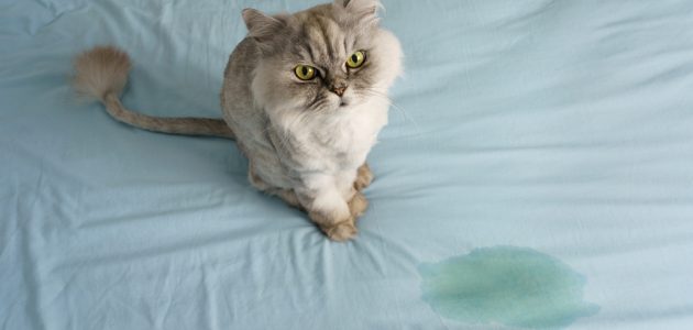 Onzindelijke katten in huis – Tinley