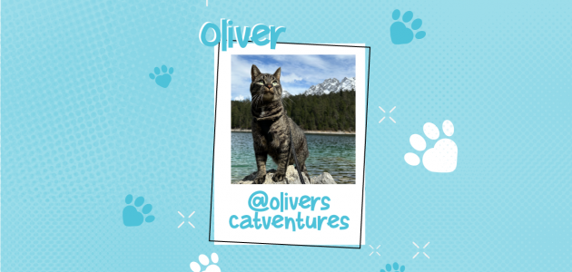 Verantwoord met je kat op stap (Oliver’s Catventures)